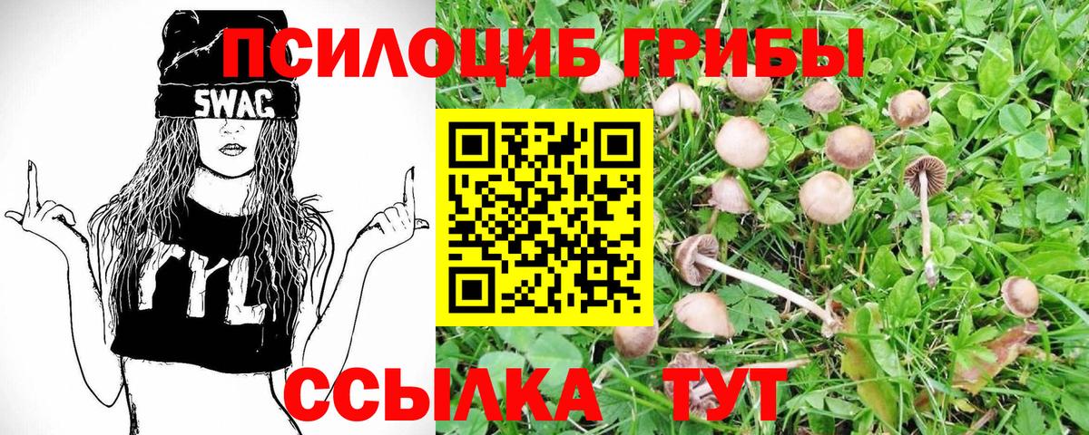 Псилоцибиновые грибы Psilocybe Коряжма